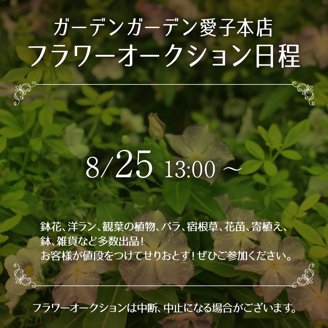 【愛子本店】8/25（日）フラワーオークション開催のお知らせ | ガーデンガーデン