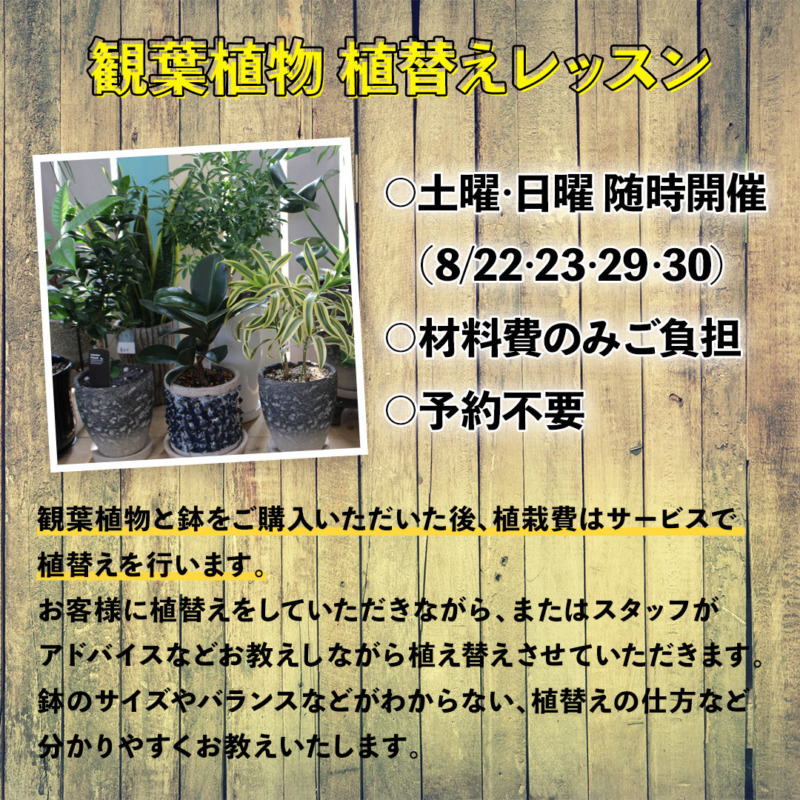 愛子本店 観葉植物植え替えレッスン開催のお知らせ ガーデンガーデン